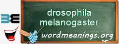 WordMeaning blackboard for drosophila melanogaster